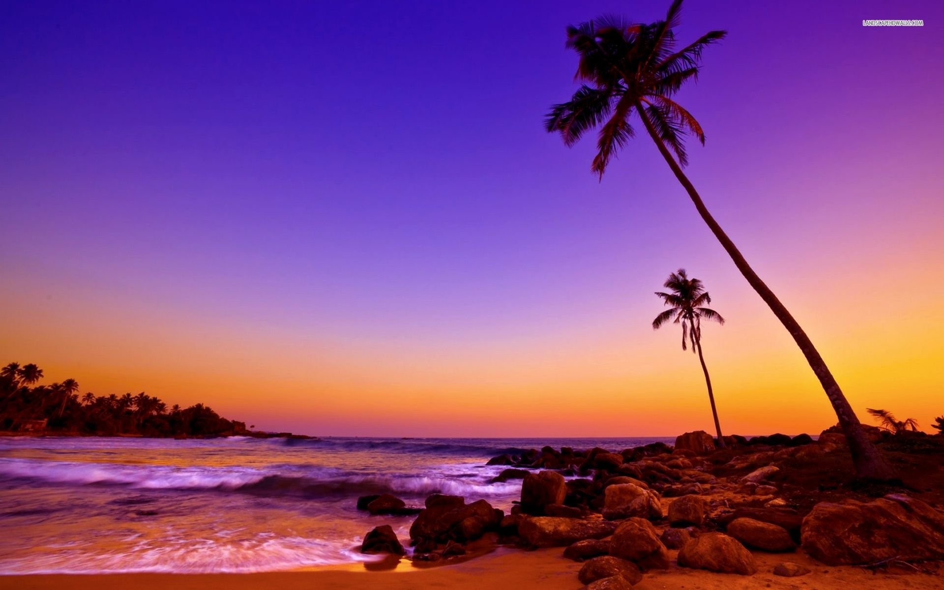 🔥 Free Download Tropical Beach With Palm Trees At Sunset Uhd 4k ...