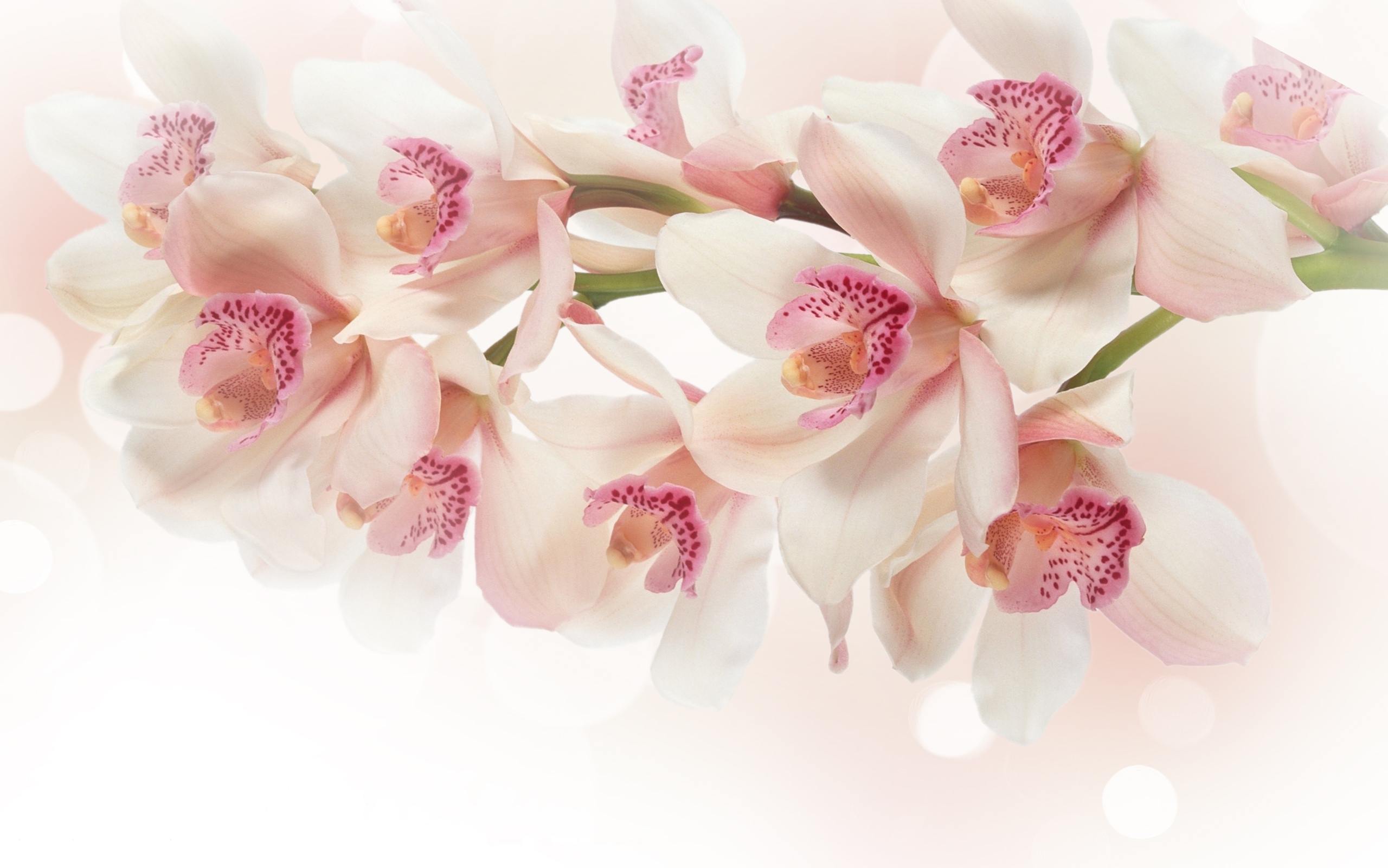 White Orchid Flowers Pink G Wallpaper