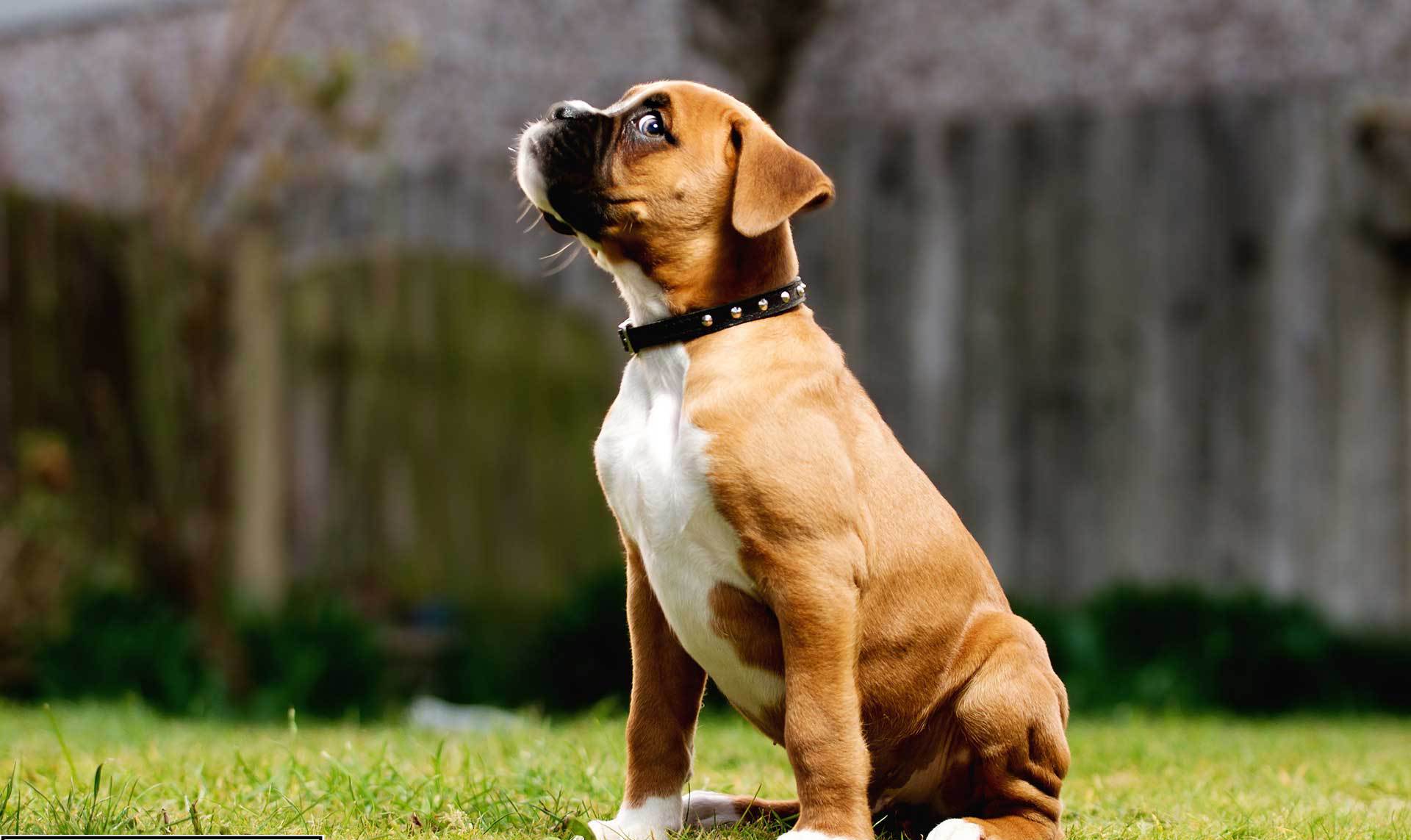 Puppy Boxer Looks Askance One Eye Wallpaper And Image