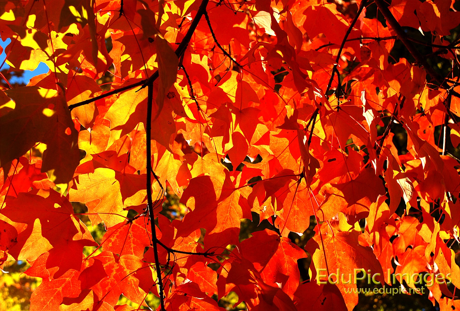 Fall Puter Background
