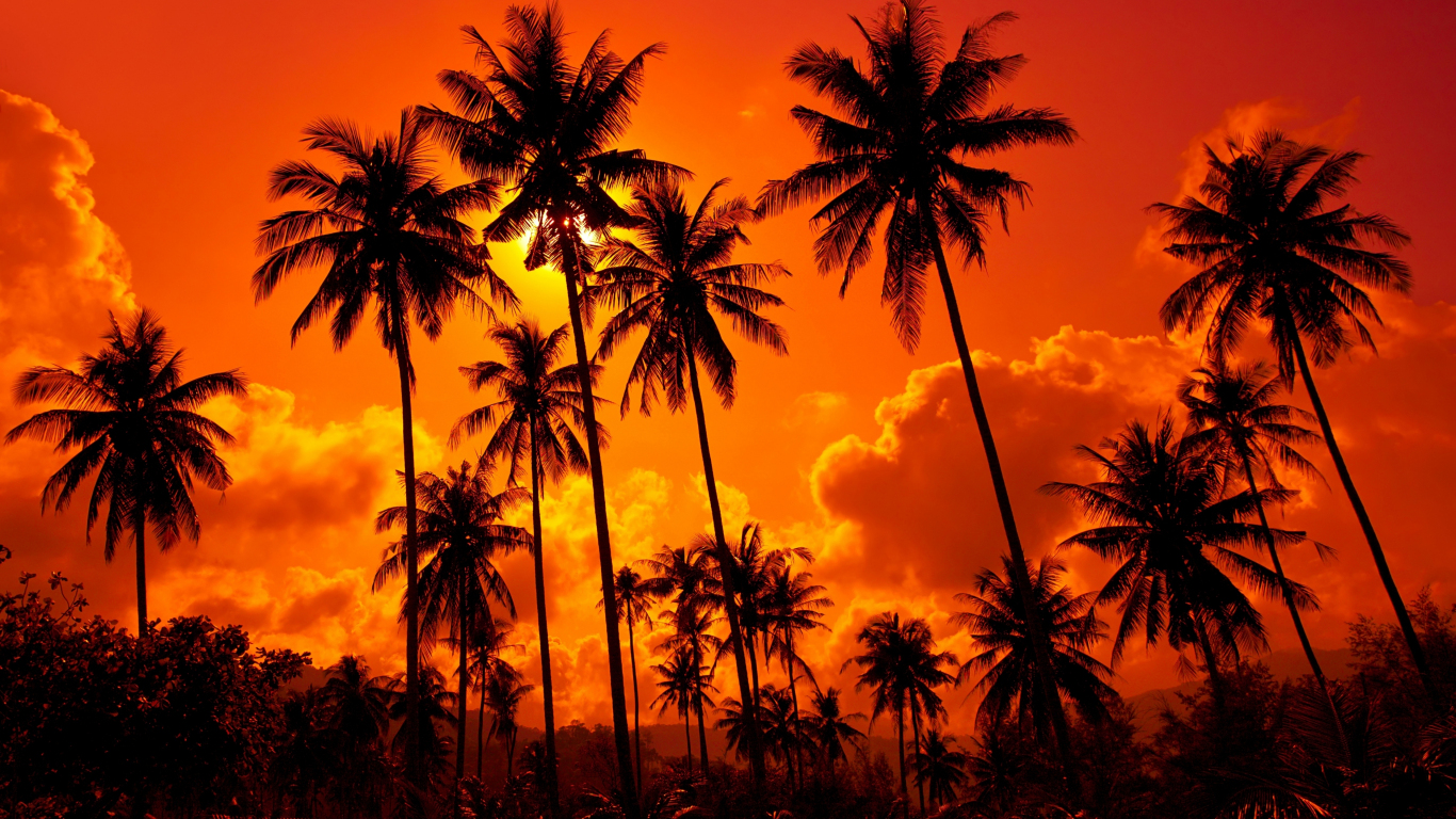 Orange Sunset Palms Clouds Silhouette Wallpaper Background Kde Store