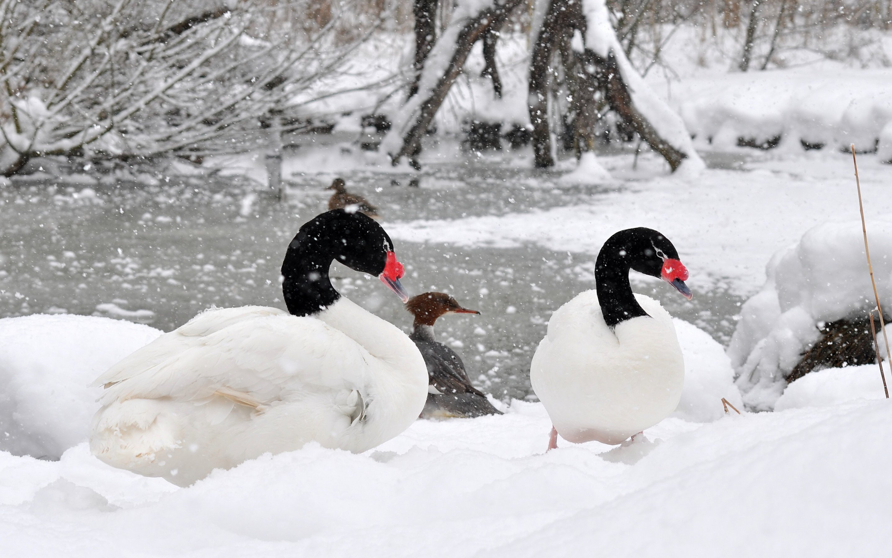 Winter Snow Landscape Nature Geese Goose Wallpaper HD
