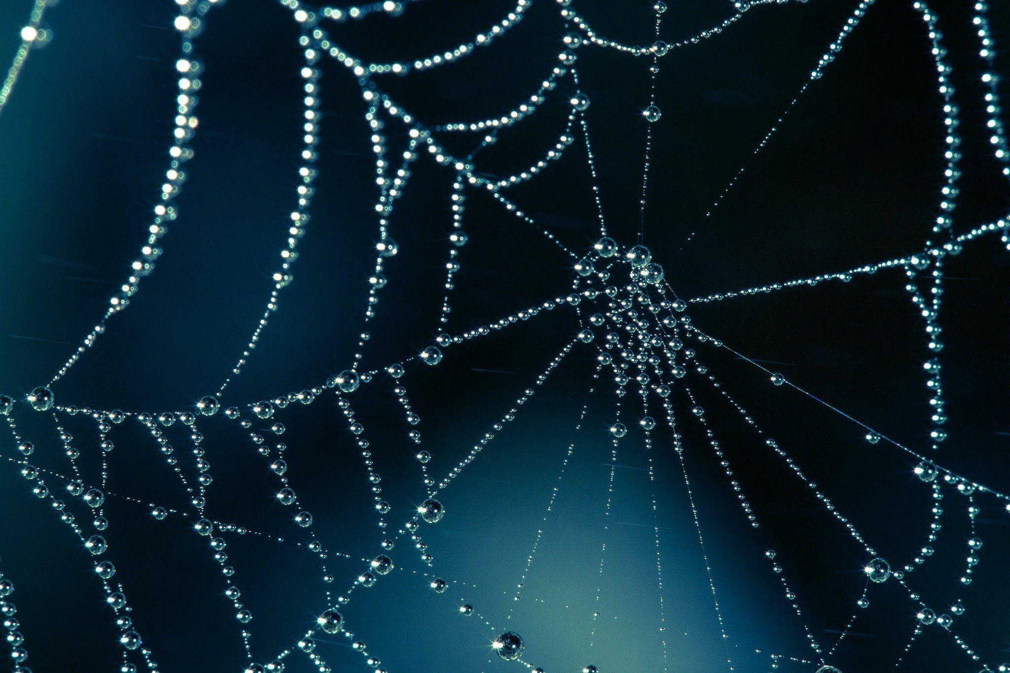 Spiderweb Wallpaper