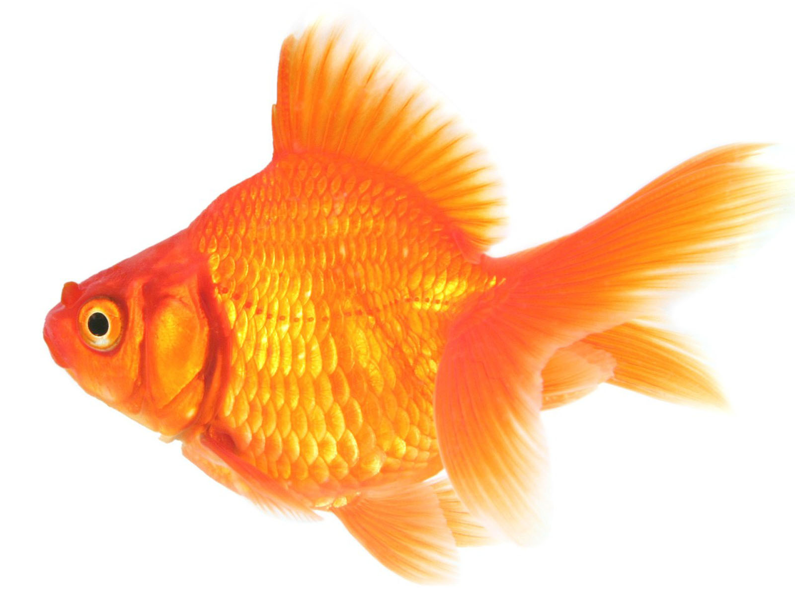 Gold Fishes Wallpaper Goldfish