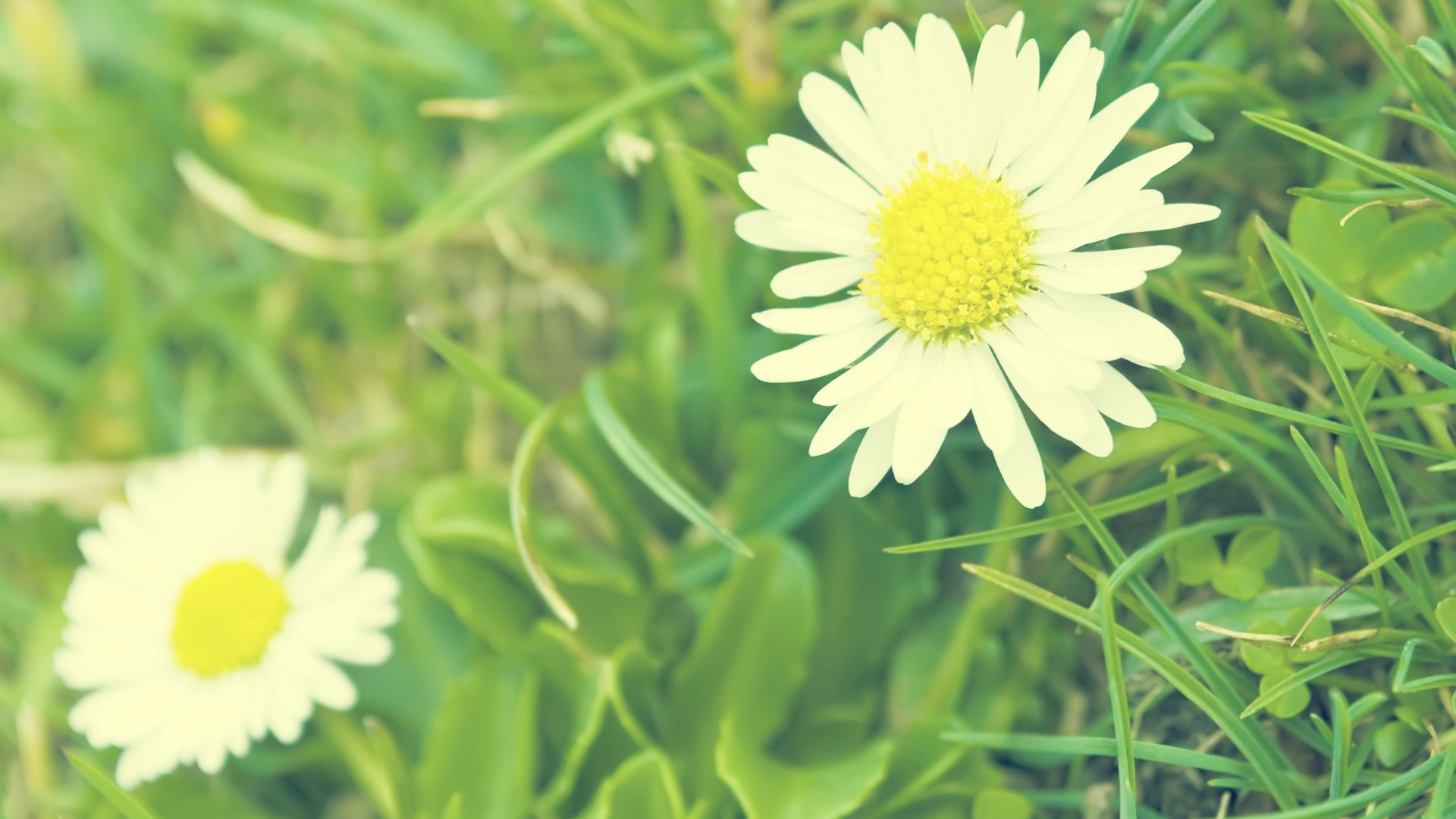 Daisy Wallpapers HD Wallpapers Pulse