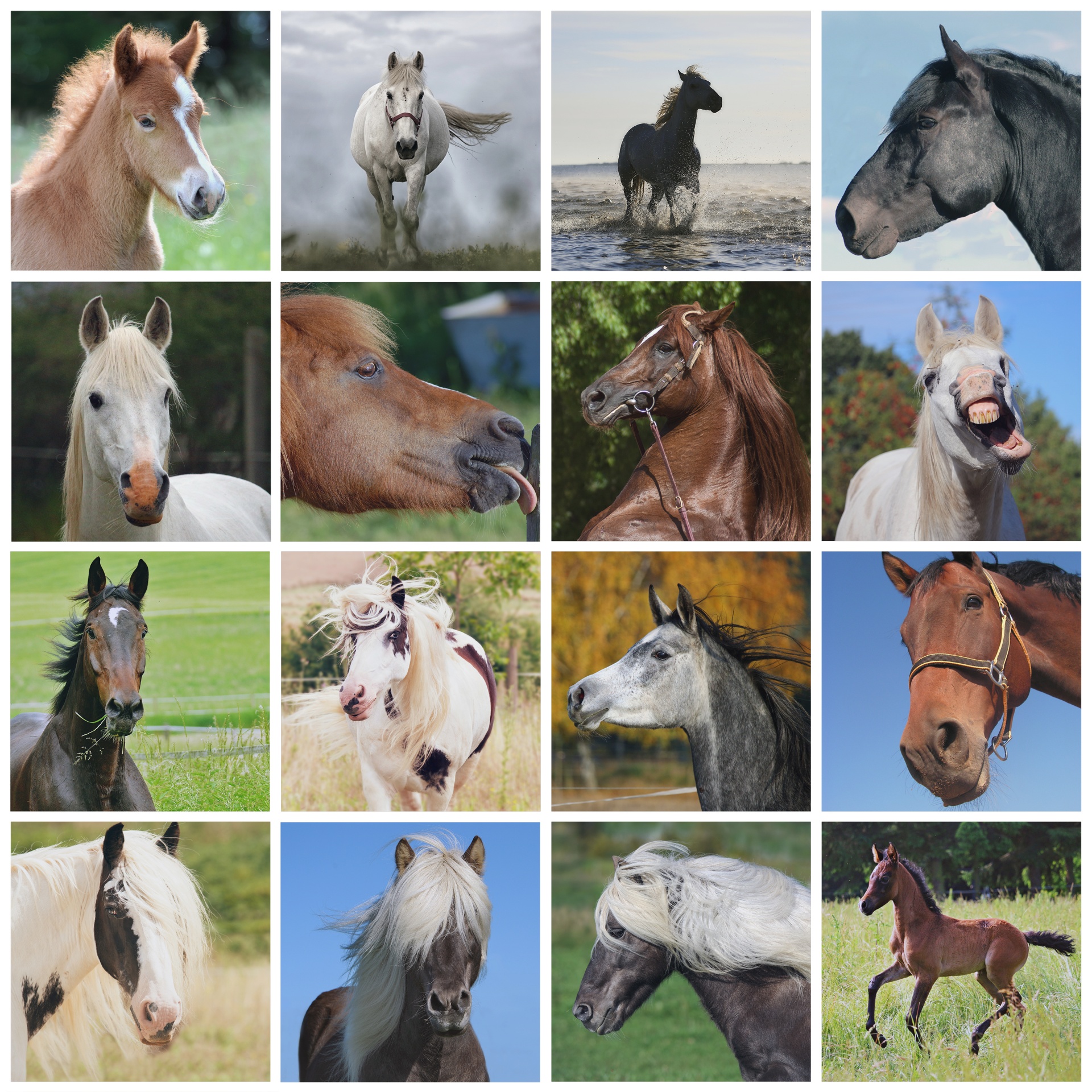 Horse Horses Wallpaper Collage Equine Photo From Needpix