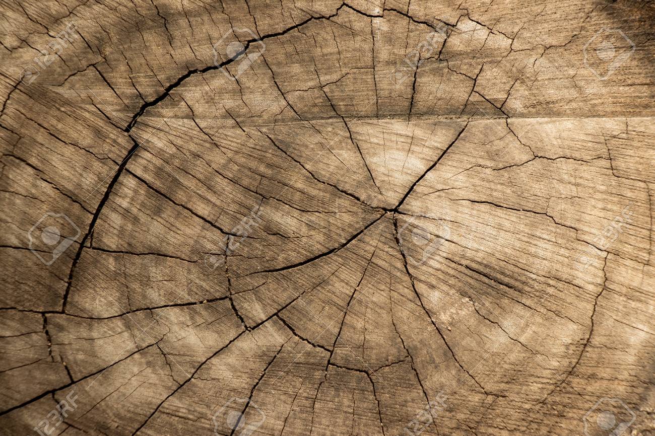 Closed Up Of Brown Aging Tree Stump Background Stock Photo