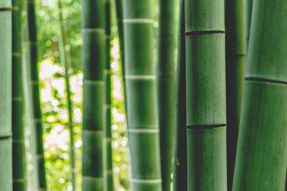 100 Bamboo Pictures Download Images Stock Photos on Unsplash 1000x667