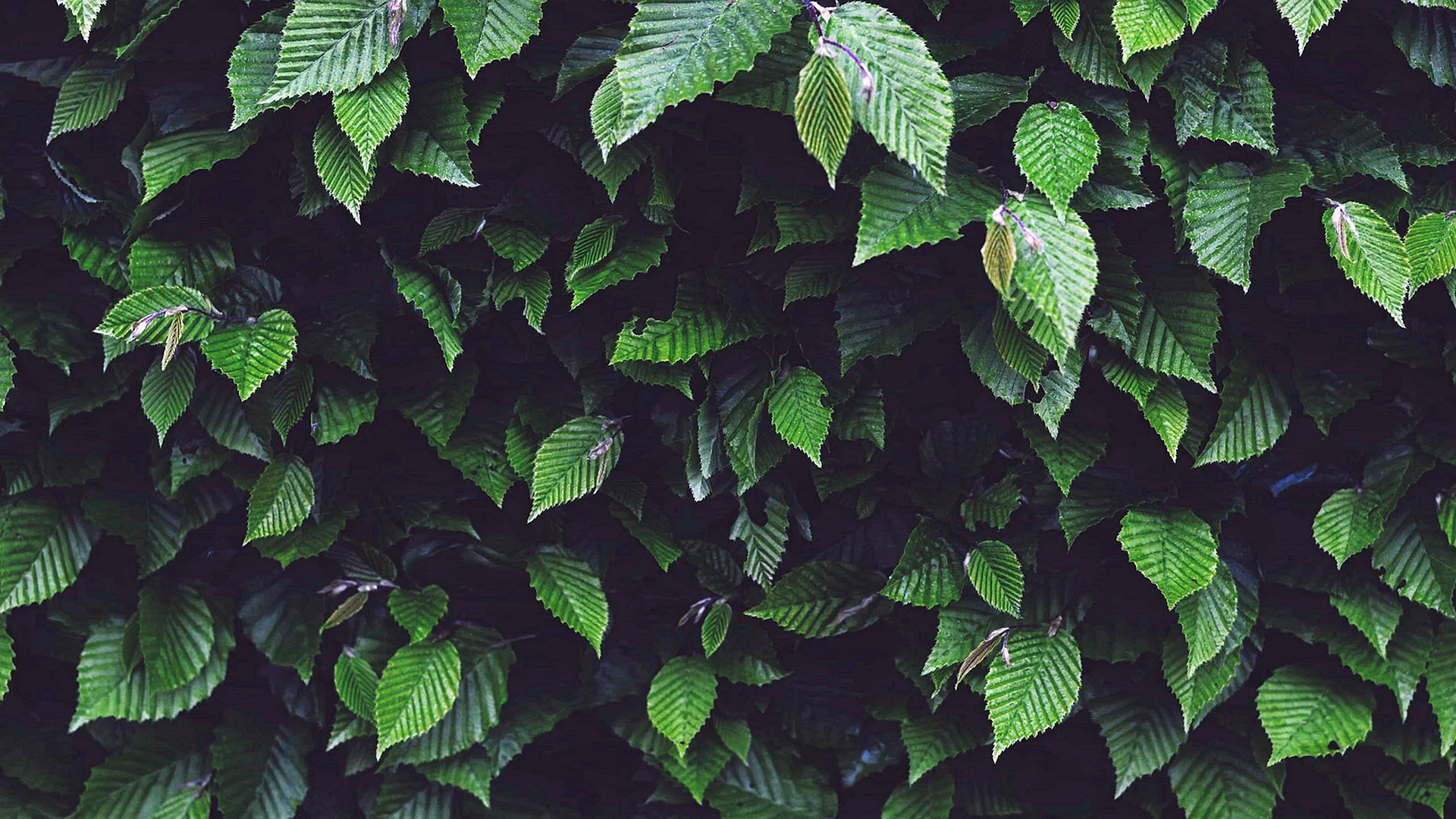 Green Leaves Aesthetic Wallpaper