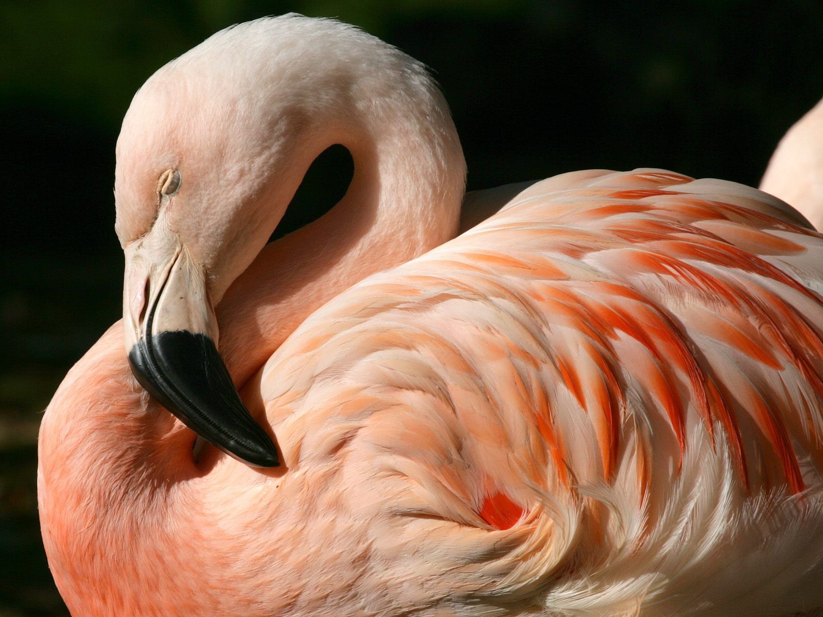 gorgeous flamingo pictures