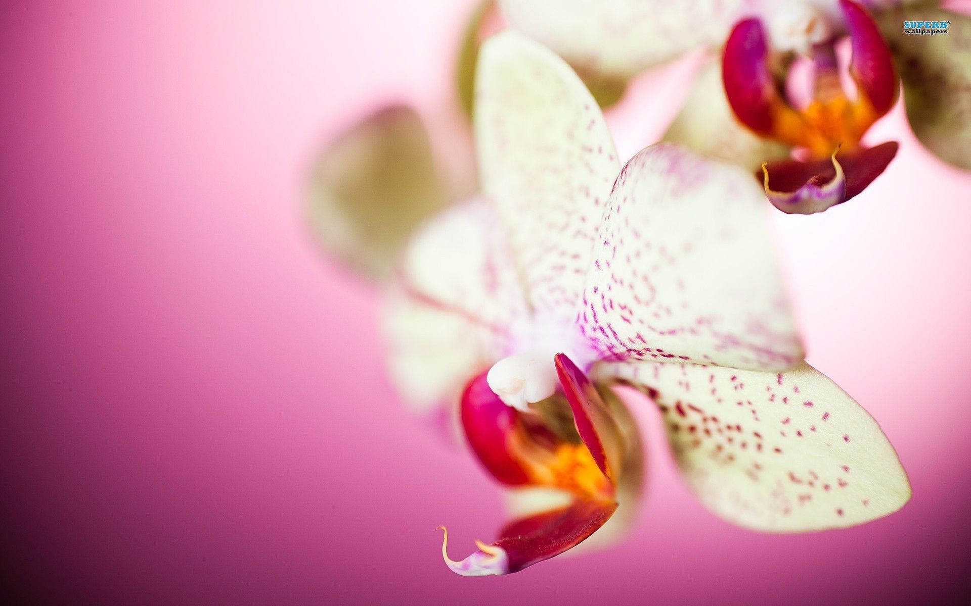 Orquidea Flower Desktop Wallpaper Orchid