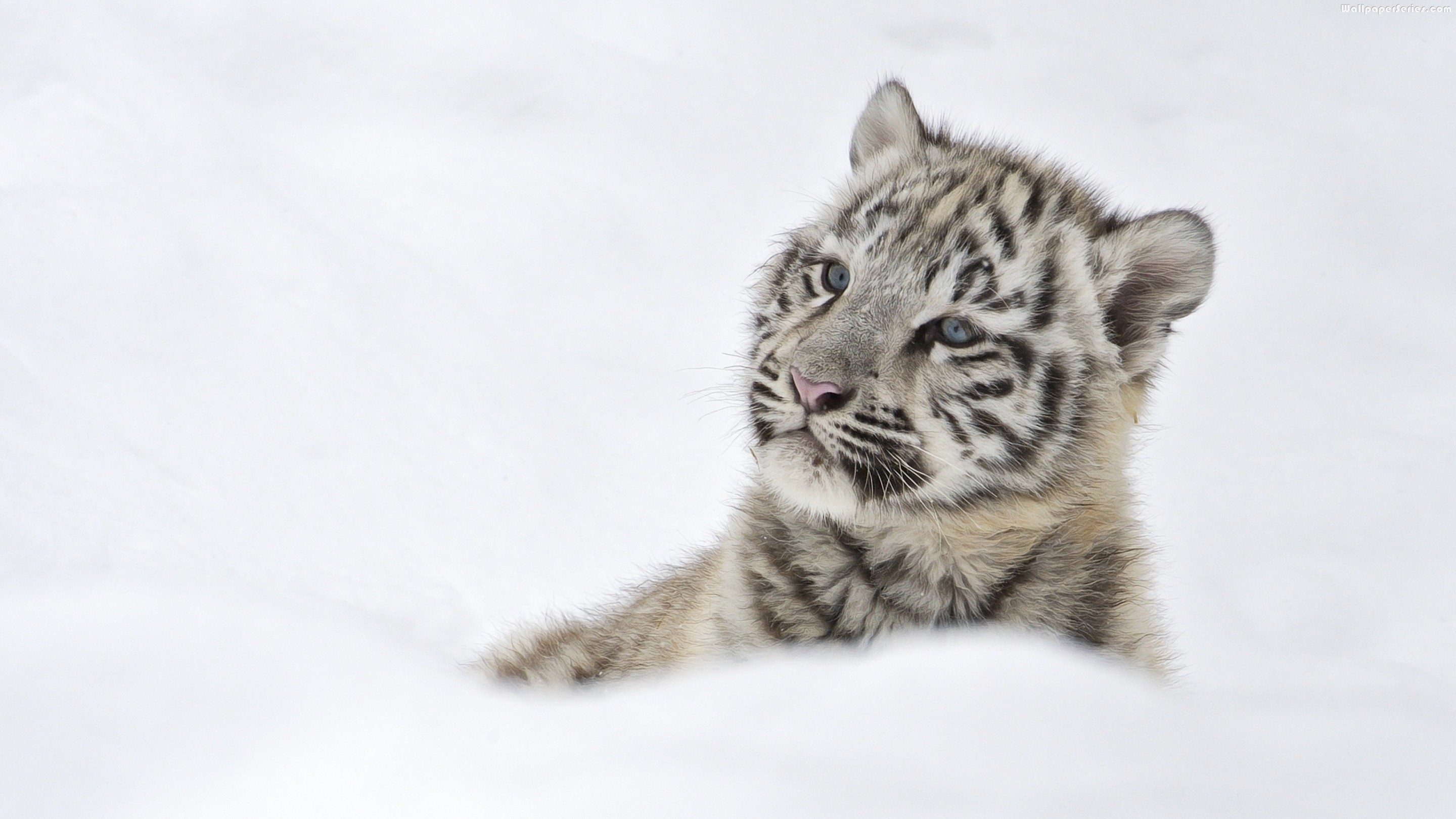 White Tiger Cubs Wallpapers Images Photos Pictures Backgrounds