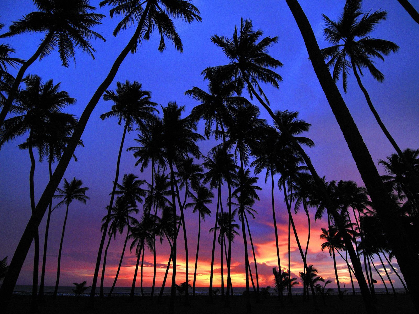 Palm Tree Background Wallpapers WIN10 THEMES