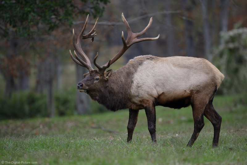 Monster Bull Elk Picture