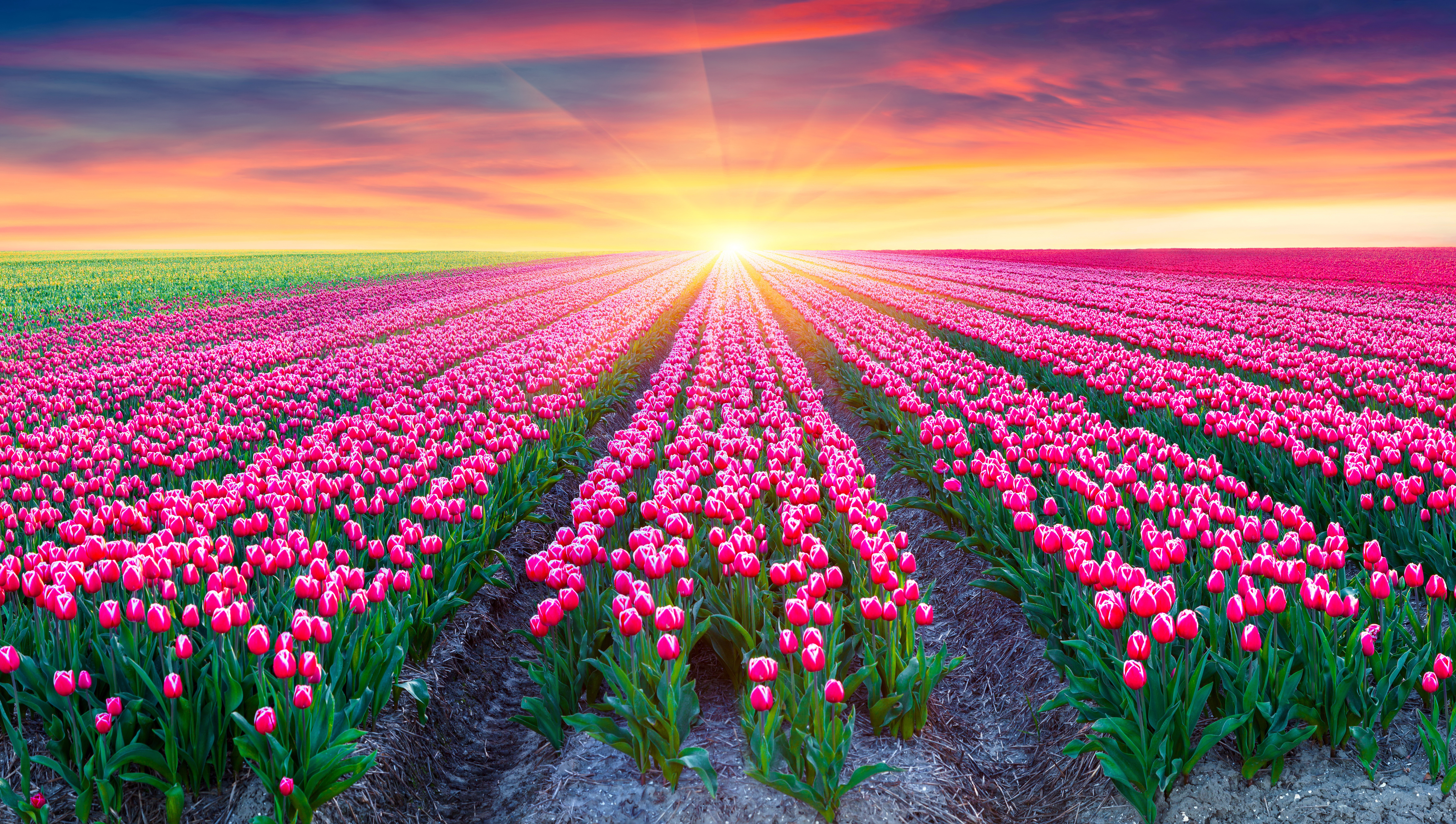 Desktop Wallpaper Tulip Pink Color Fields Flower Sunrise