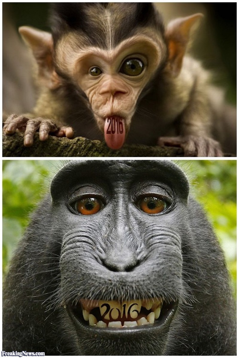 Funny Monkeys Pictures Freaking News
