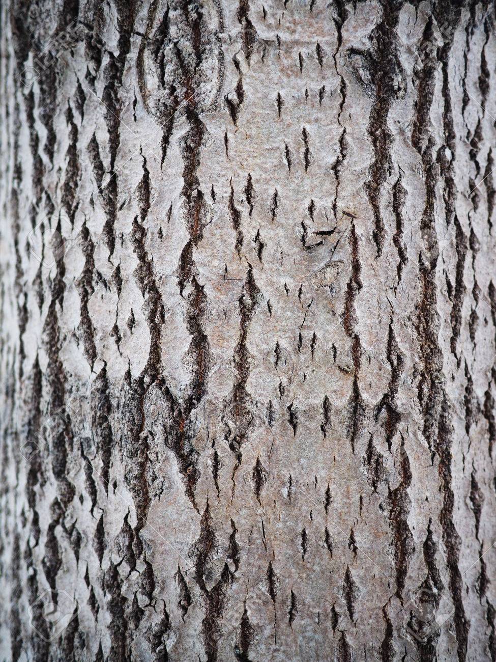 Aspen Bark Background Stock Photo Picture And Royalty Image