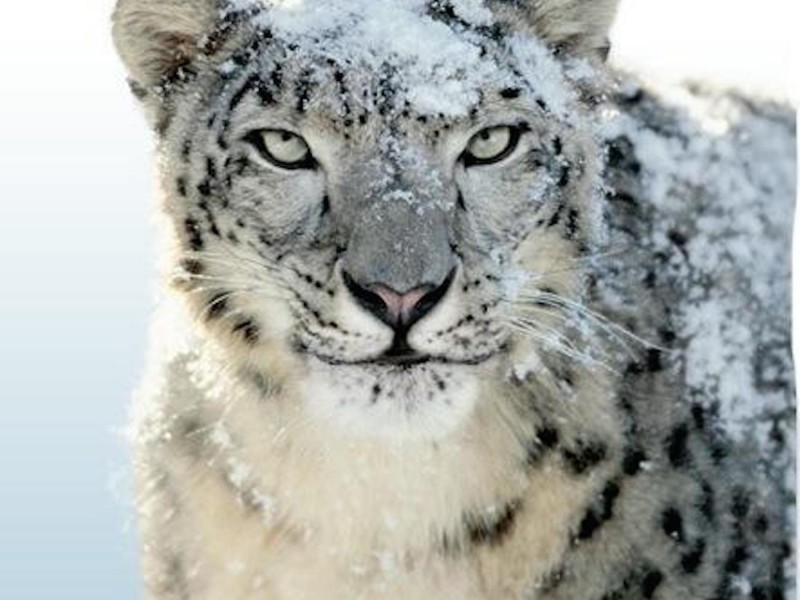Snow Leopard HD Wallpaper S Wallpapergeeks