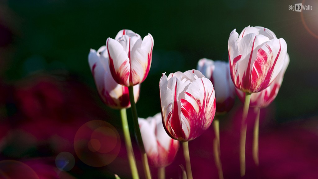 Red And White Tulips Wallpaper HD BigHDwalls