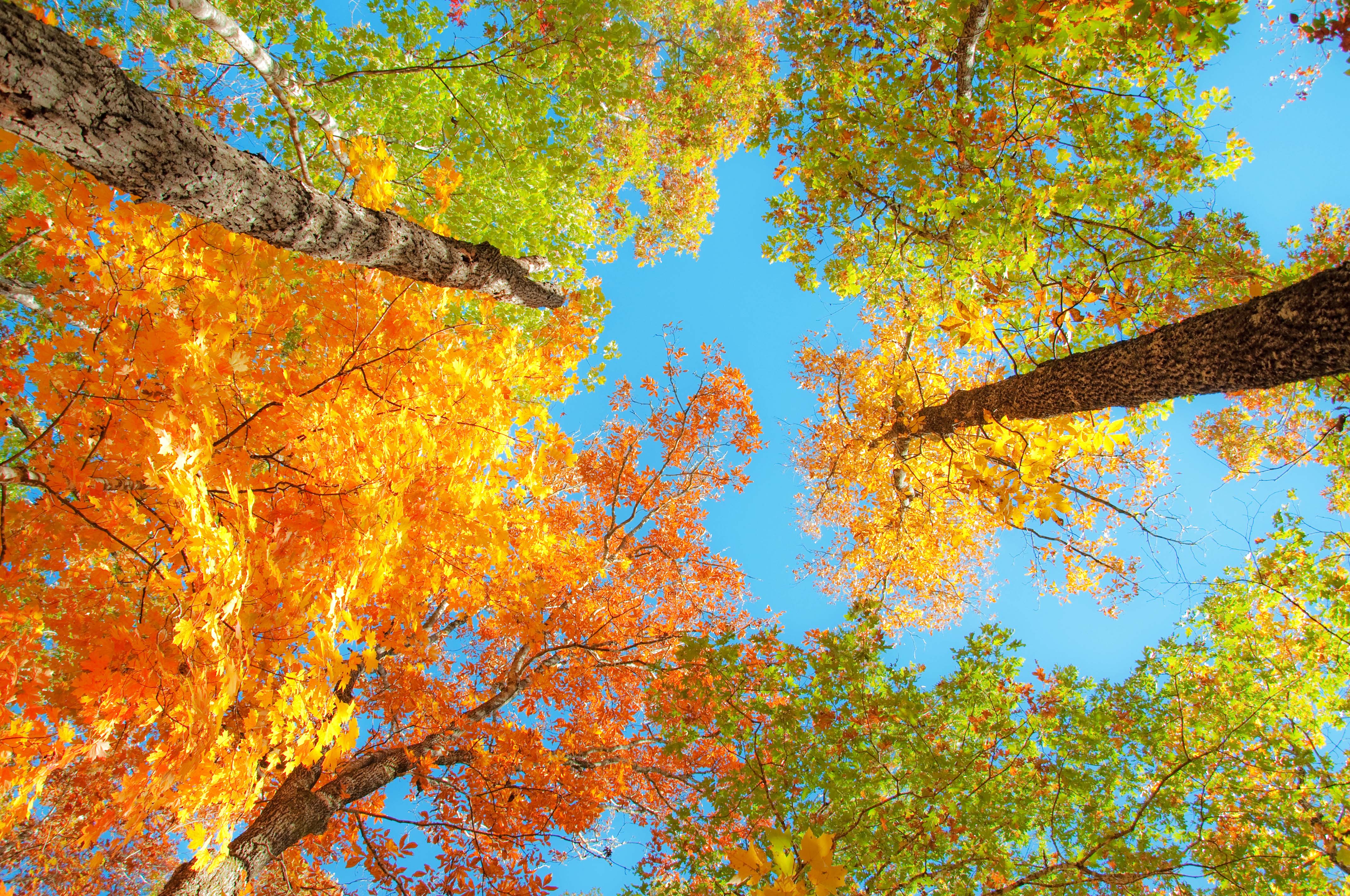 Looking up at colorful fall leaves against a blue sky