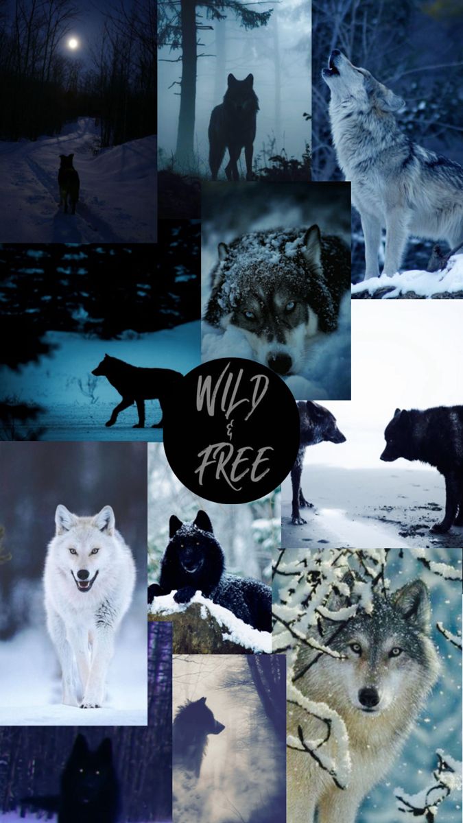 Blue Wolf Wallpaper