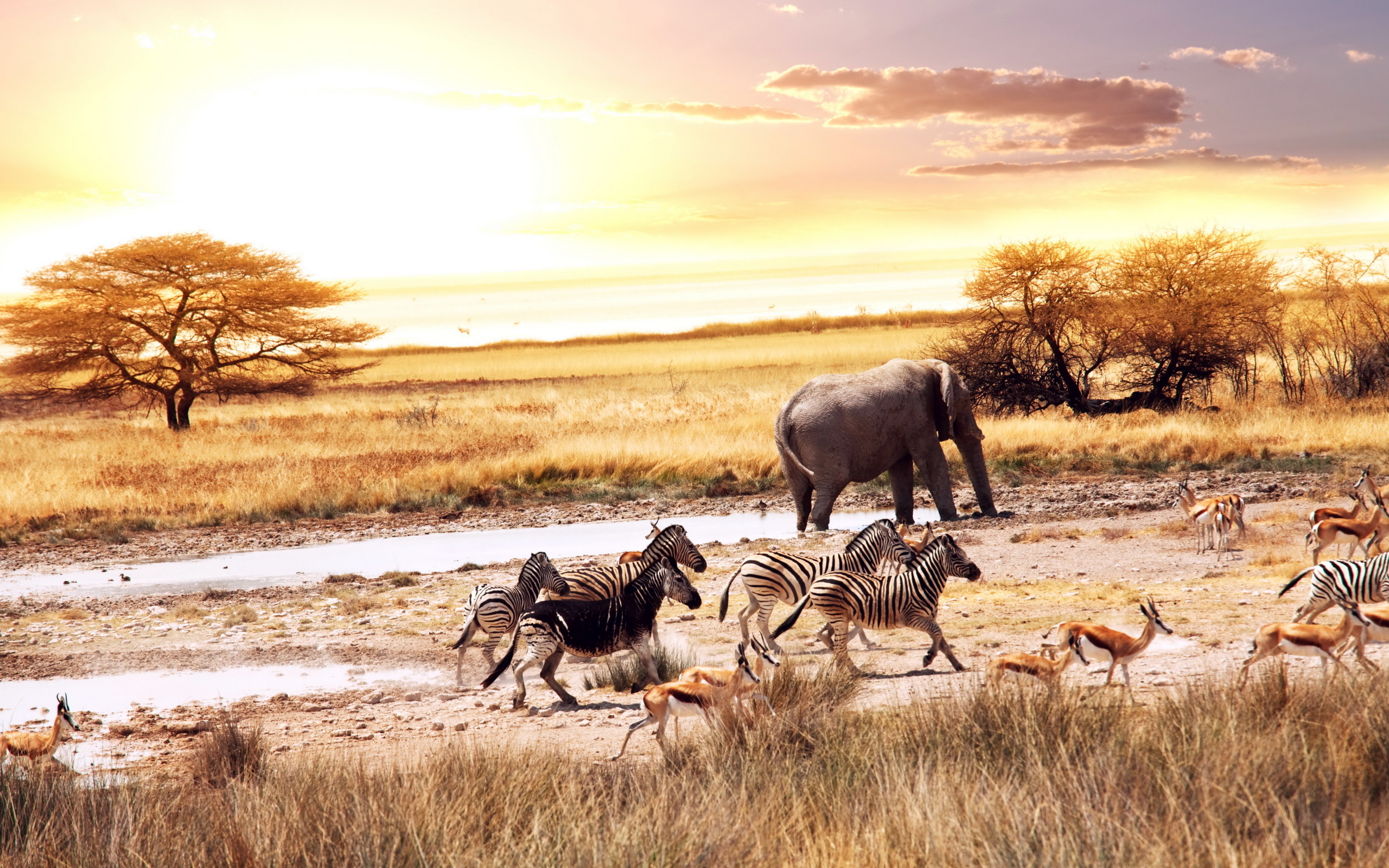 African Savanna Animals Wallpaper And Image Pictures