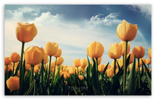 Field Of Yellow Tulips HD Desktop Wallpaper High Definition Mobile