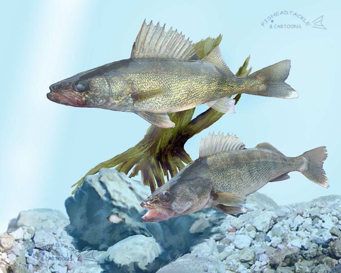 Walleye Wallpaper Related Keywords Amp Suggestions