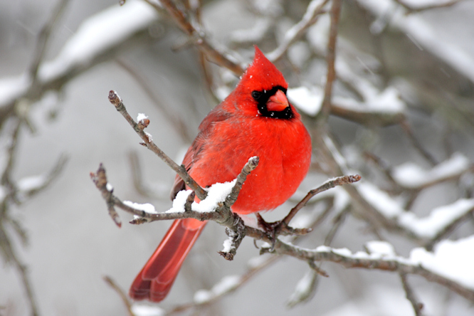 Snow Cardinal Wallpaper Male cardinal in snow 666x444