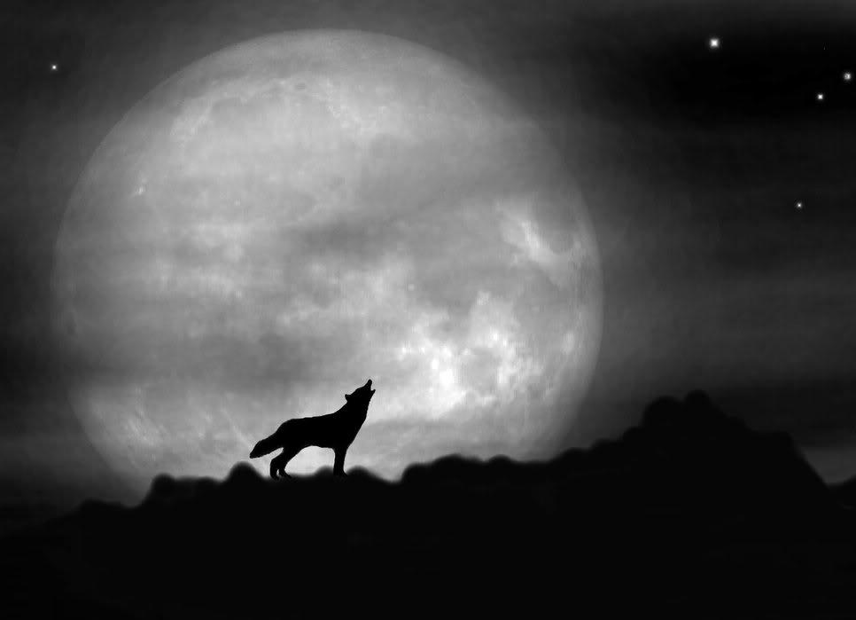 Beautiful Wolf And Moon Pictures The wolf moon as its