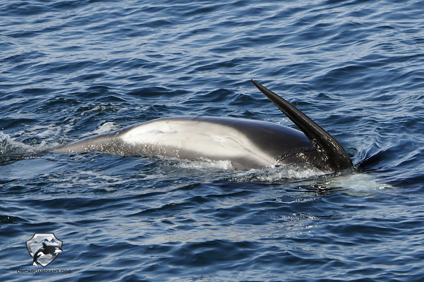 Pilot Whale Wallpaper