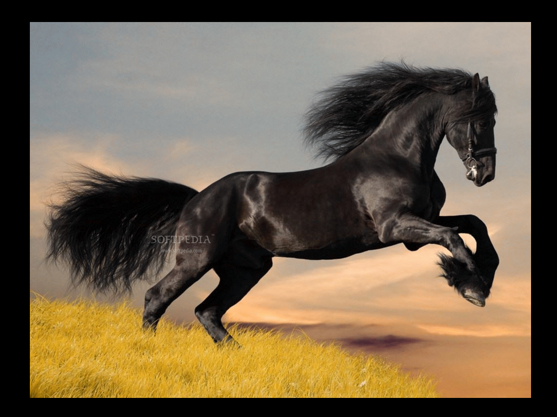 Friesian Horse Screensavers This Is A Sample Of What The Screensaver