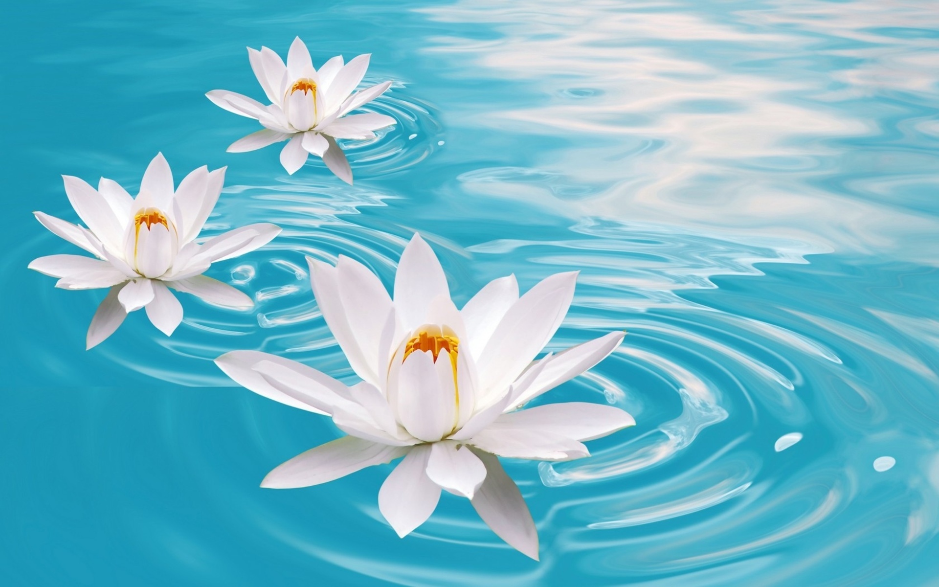 Bokeh Mood Zen Flowers Water Relax Wallpaper Background