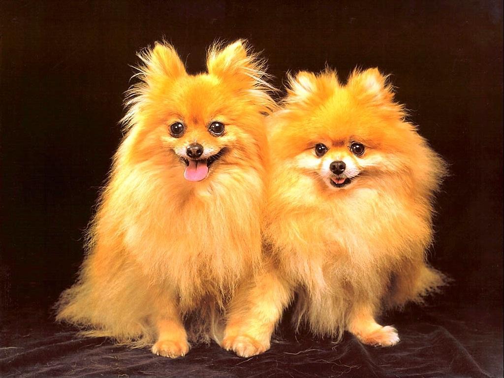 Dog Wallpaper Dogs Twin Pomeranian