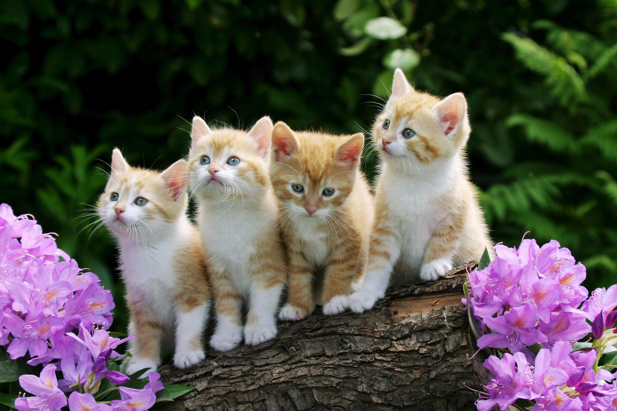 Cute Cats And Kittens Wallpaper On