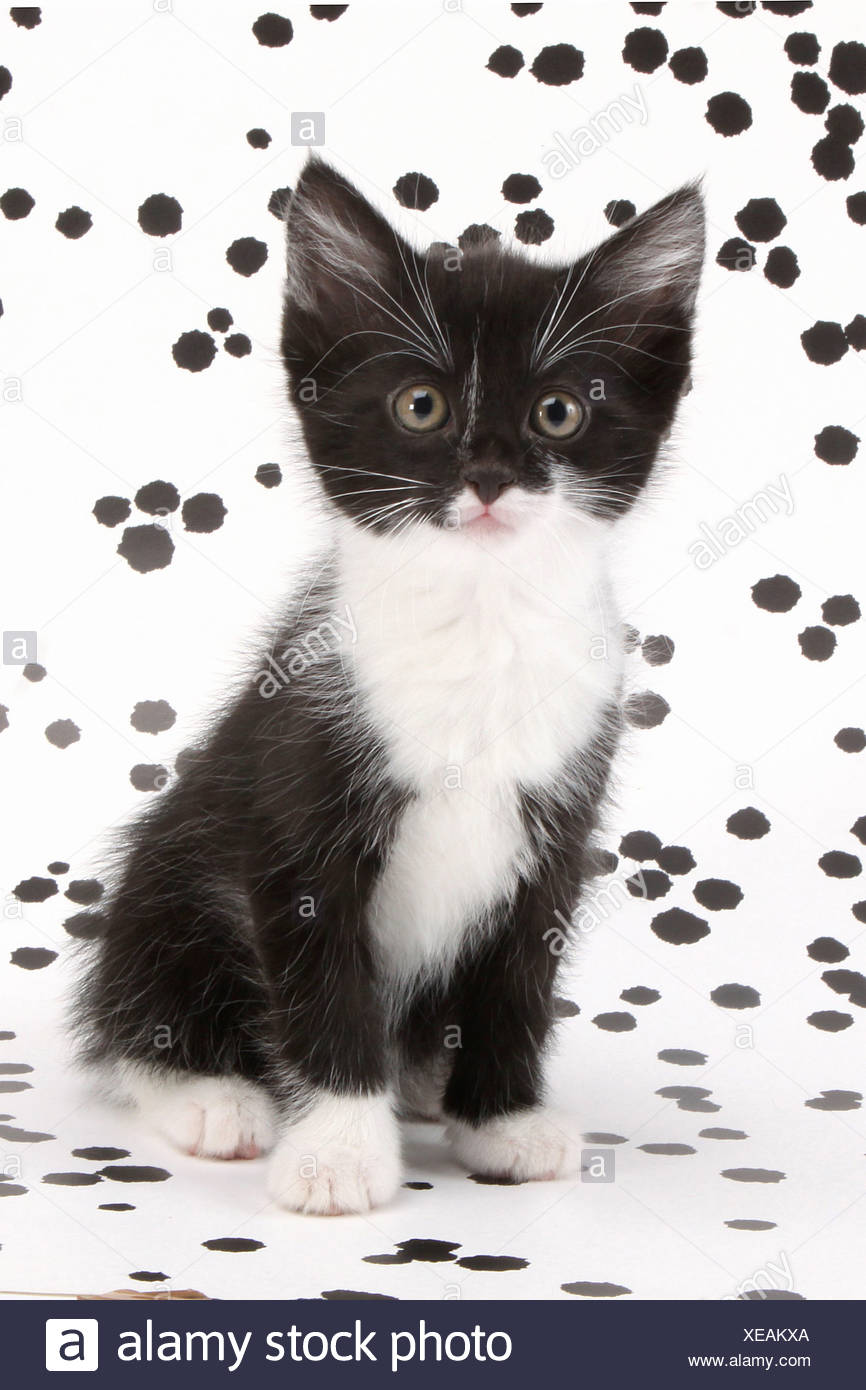 Domestic Cat Tuxedo Kitten Sitting In Front Of Spotted Wallpaper