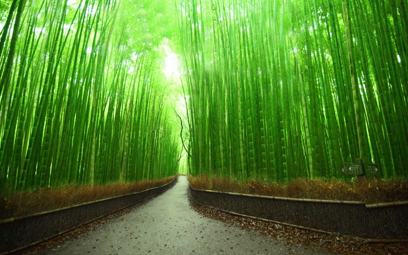 Name Bamboo Forest In Sagano Kyoto Japan Wallpaper