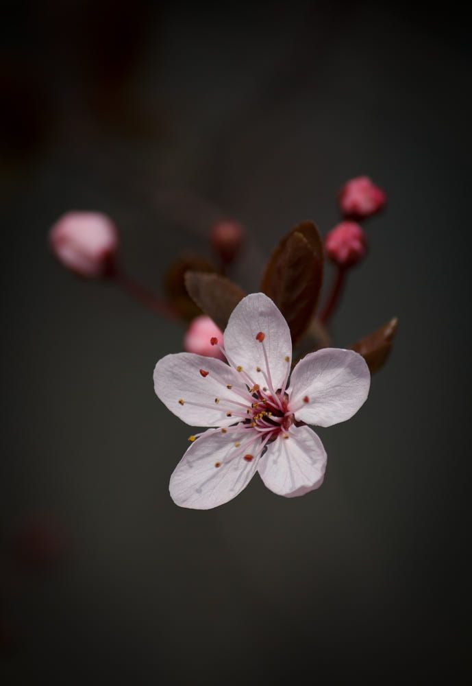 Free download 17 Plum flower ideas [689x1000] for your Desktop, Mobile &  Tablet | Explore 30+ Plum Blossom Wallpapers | Apple Blossom Wallpaper,  Cherry Blossom Background, Cherry Blossom Wallpaper