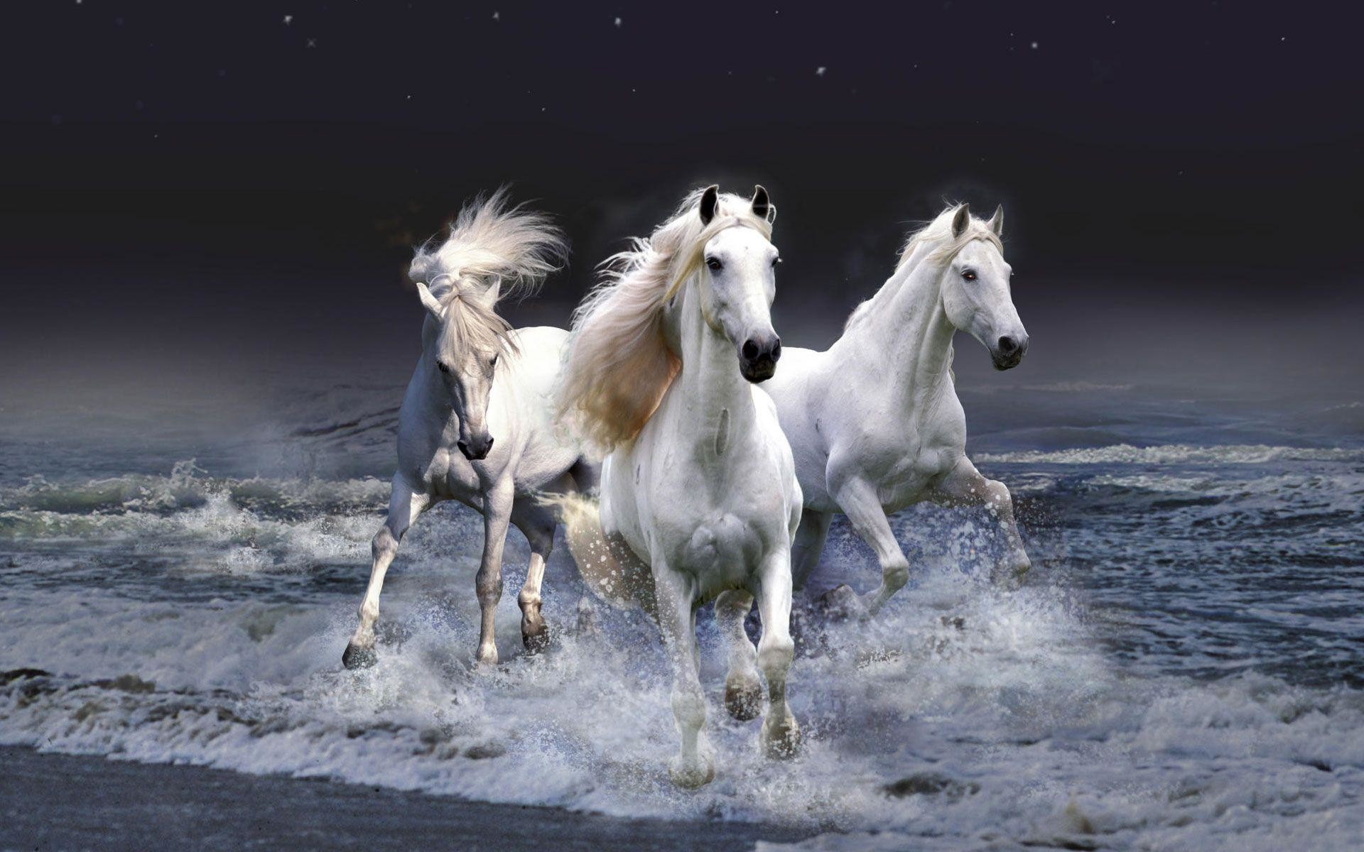 Equestrian Wallpaper