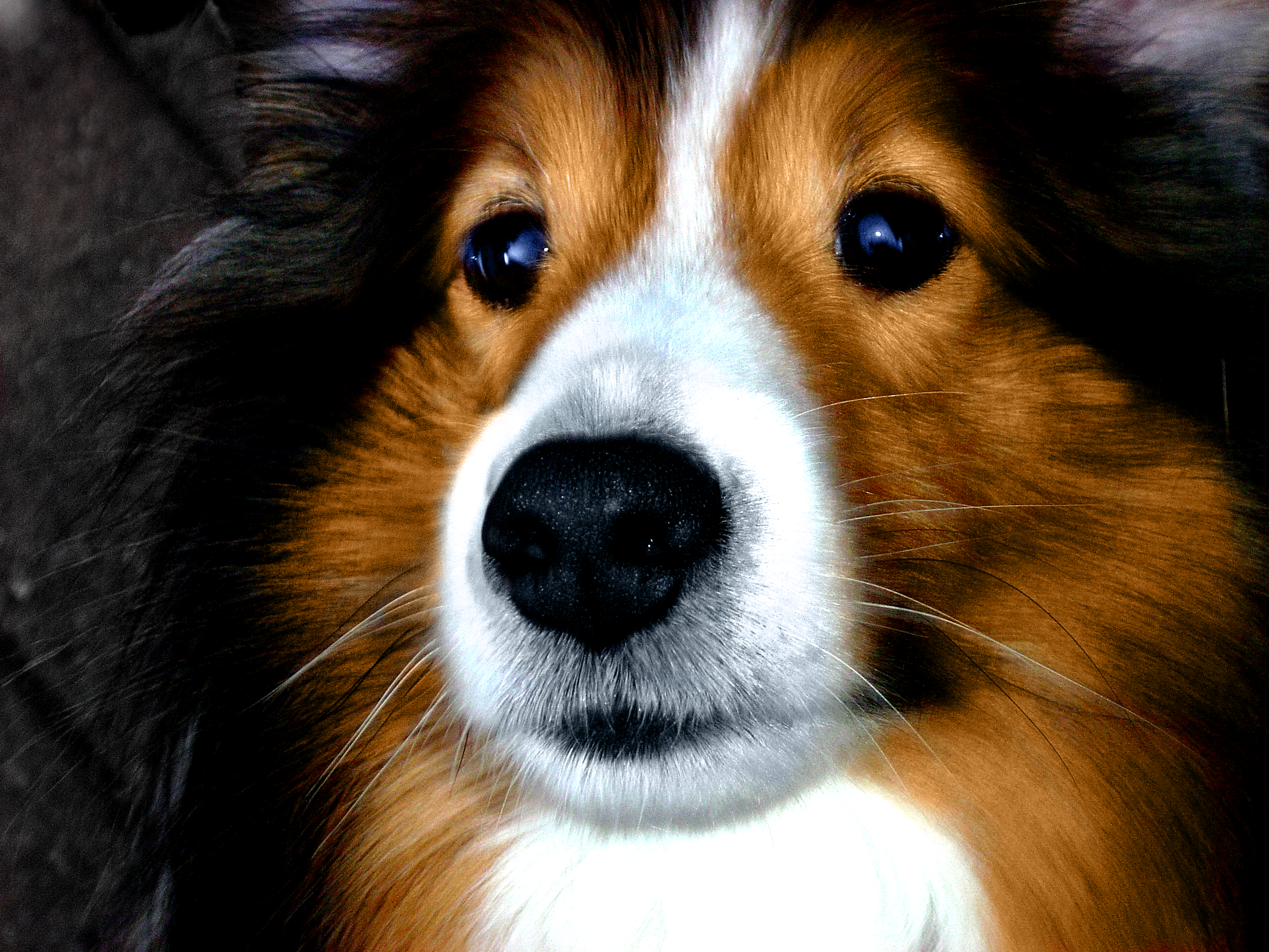 Portrait Of A Cute Breed Dog Sheltie Wallpaper And Image