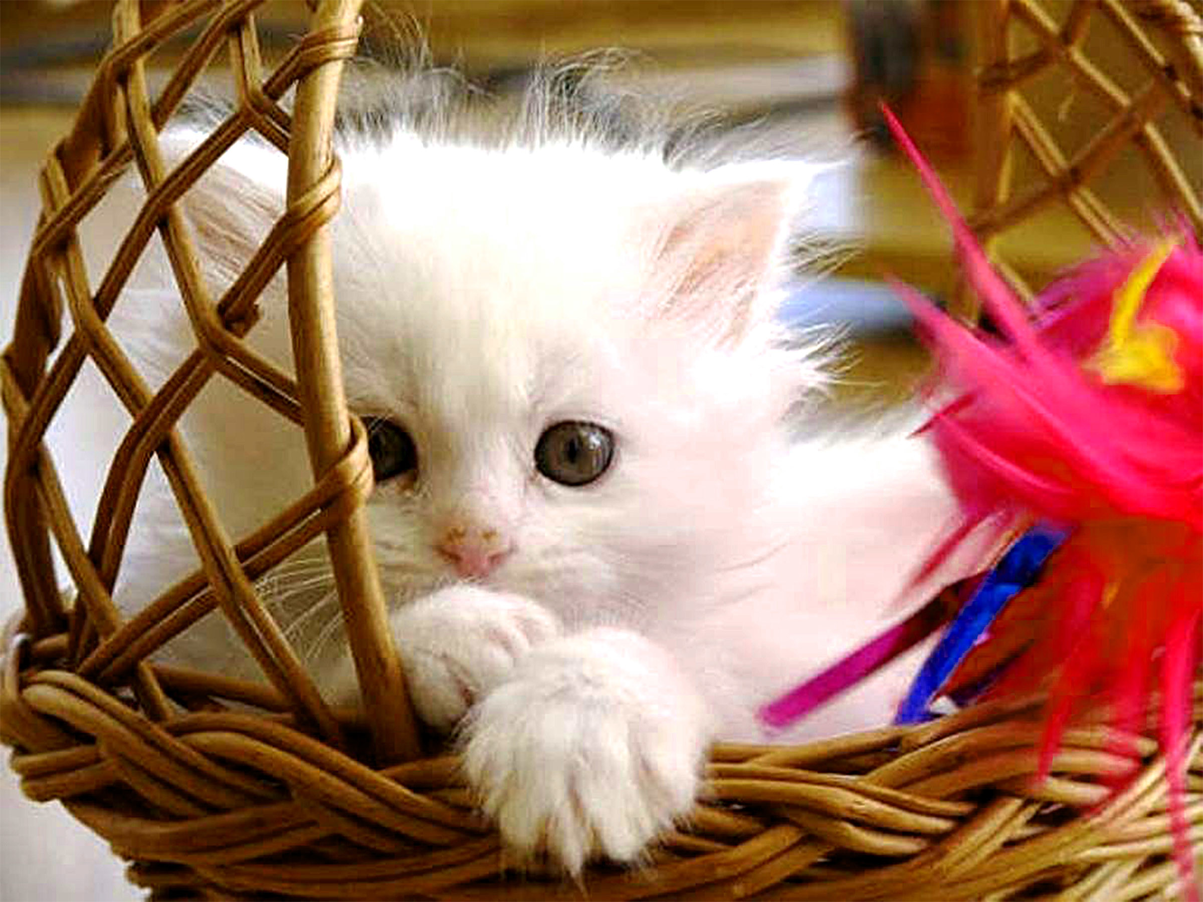 An adorable white kitten peering out from a wicker basket, playing with a colorful feather toy