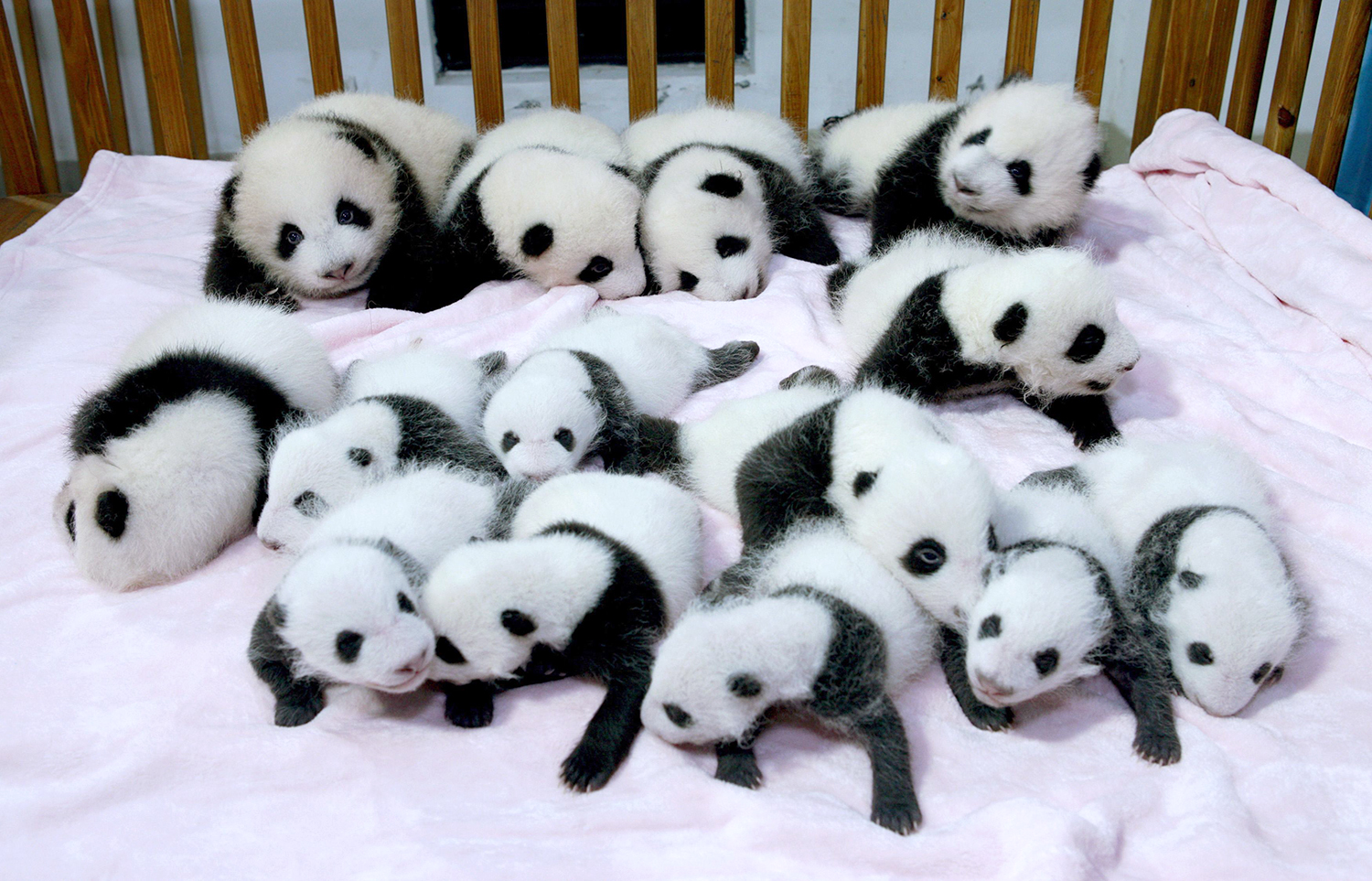 Pandas Wallpaper Shinecamera