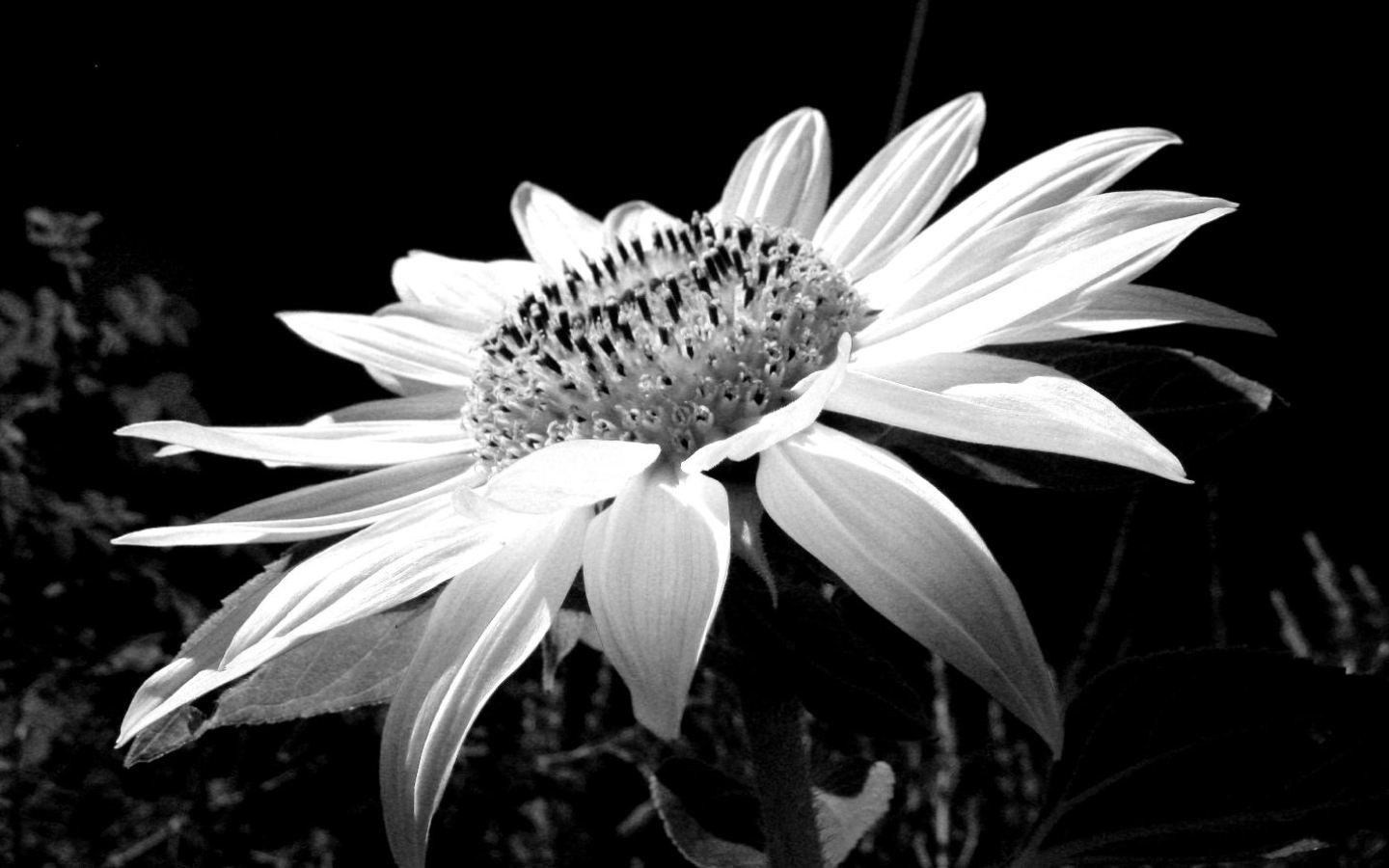 🔥 [49+] Black Wallpaper with White Flowers | WallpaperSafari