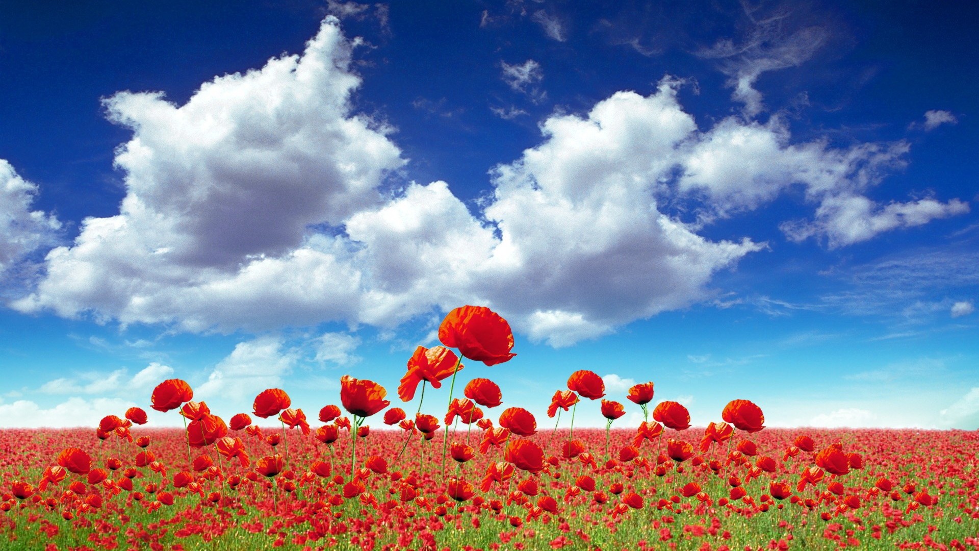 Wildflower Wallpaper