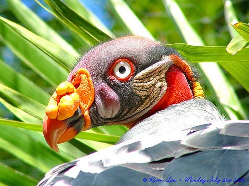 Exotic Birds Wallpaper Funny Animal