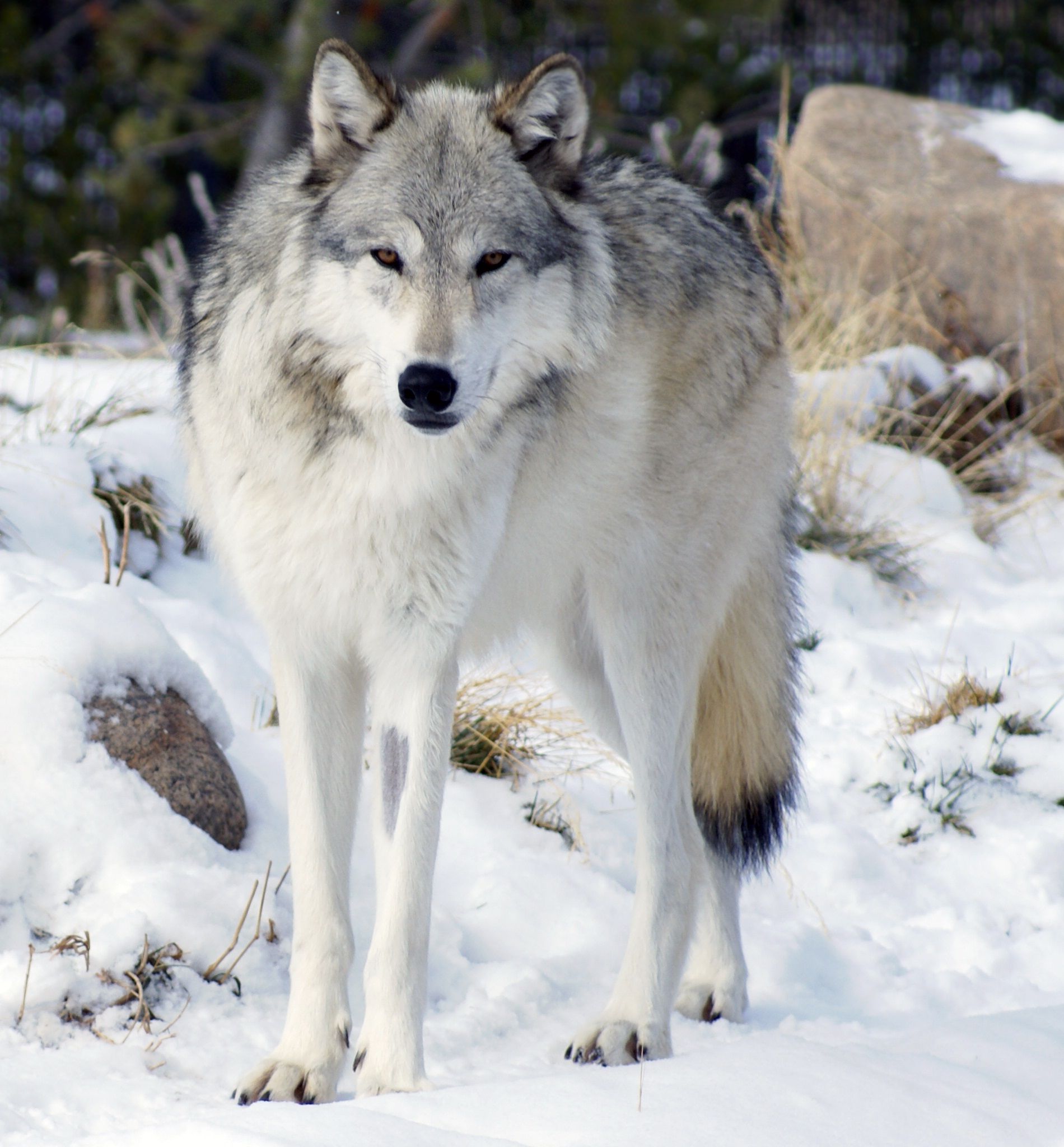 Asiatischer Wolf Wallpaper