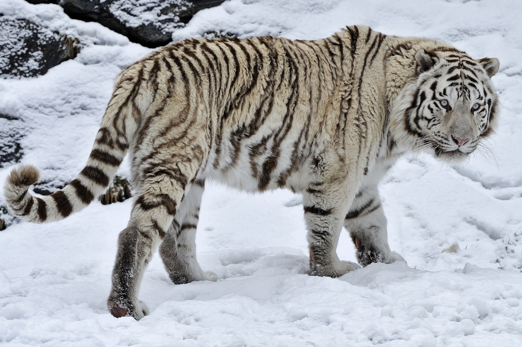 White Tiger Wild Cat Snow Winter Wallpaper