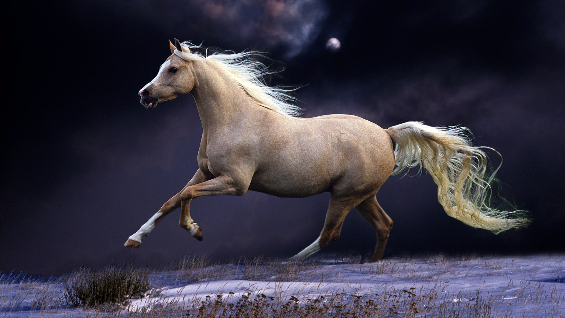 Horse Wallpaper HD Pictures One Background