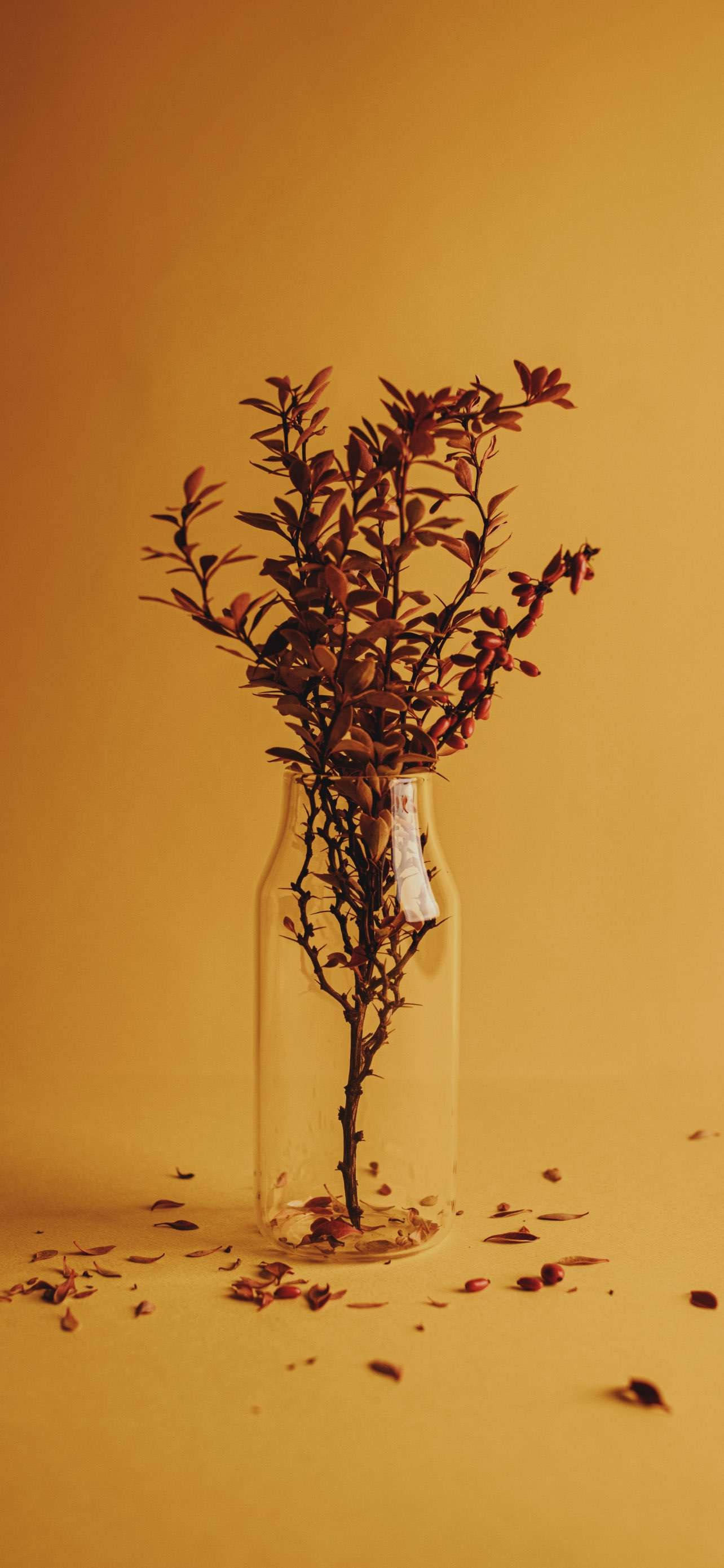 Autumn Dry Photo For Xiaomi Redmi Note Wallpaper