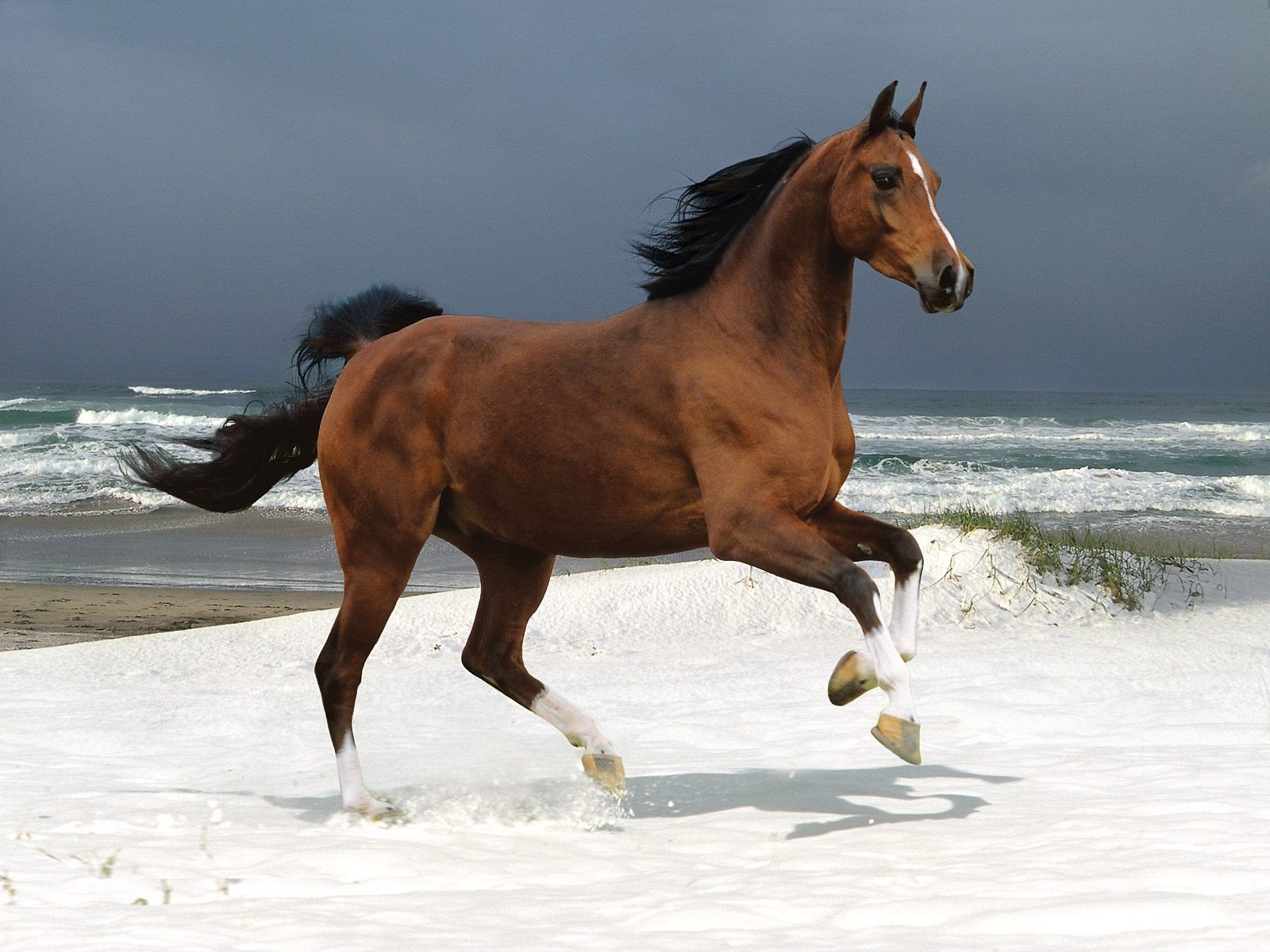 Running Horse Wallpaper And Image Pictures Photos